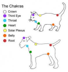 chakras des animaux