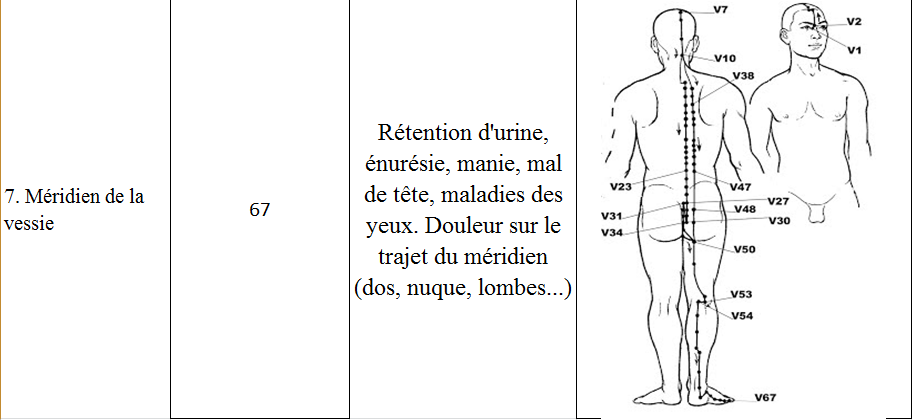 Meridien vessie 7