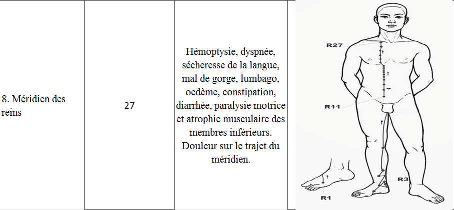 Meridiens des reins 8